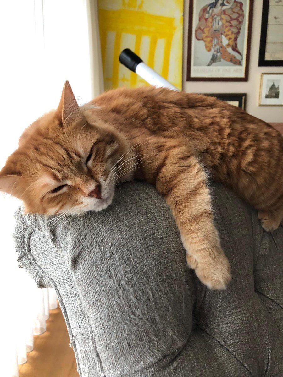 #DünyaVeterinerHekimlerGünü kutlu olsun...