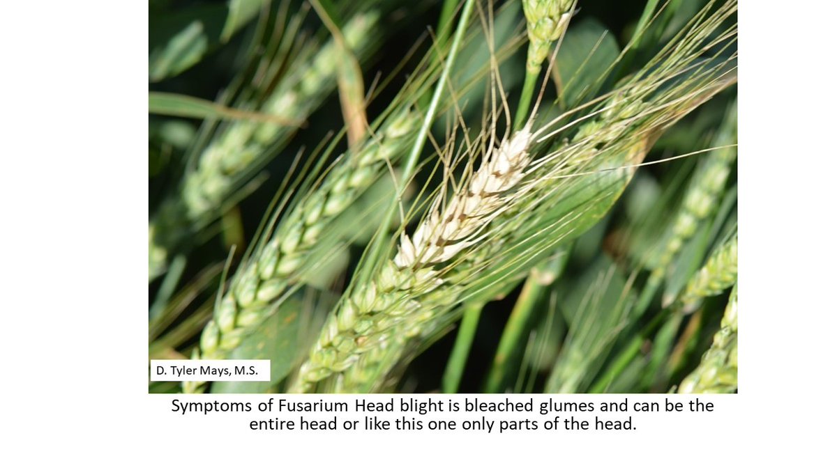 tmaysag's tweet photo. Submitted a sample of possible Fusarium Head Blight in #wheat from here in Cen. TX. Just got the results back from @thppdd_lab with positive confirmation of FHB. Fields need to be inspected for this disease as it can lead to mycotoxin issues. #txextension #TxIPM #IPM #scouting https://t.co/qWrSizGEBF