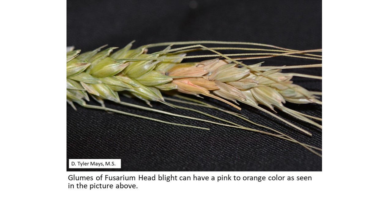 tmaysag's tweet photo. Submitted a sample of possible Fusarium Head Blight in #wheat from here in Cen. TX. Just got the results back from @thppdd_lab with positive confirmation of FHB. Fields need to be inspected for this disease as it can lead to mycotoxin issues. #txextension #TxIPM #IPM #scouting https://t.co/qWrSizGEBF