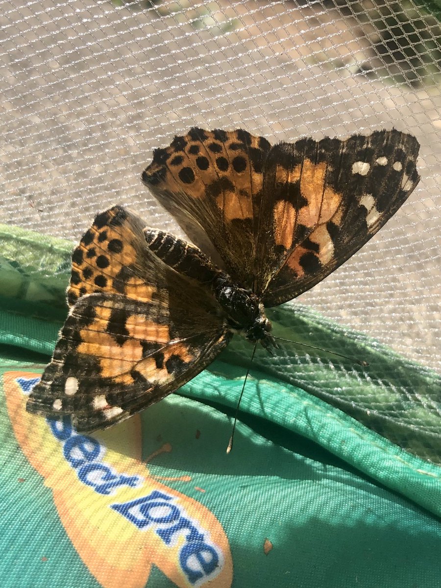MsShannonKoonce's tweet photo. It’s release day for our beautiful butterflies! We have loved watching them grow. I can’t wait to show my Ss the release video! (way too many variables to do it live this time🦅😂) #thisisEC @MetzlerKISD https://t.co/A1Hy0nFkZd