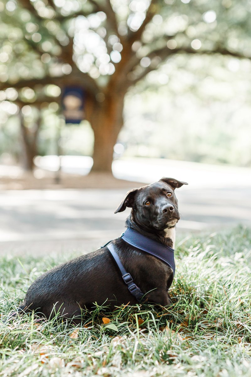 Allie Robinson tweet media