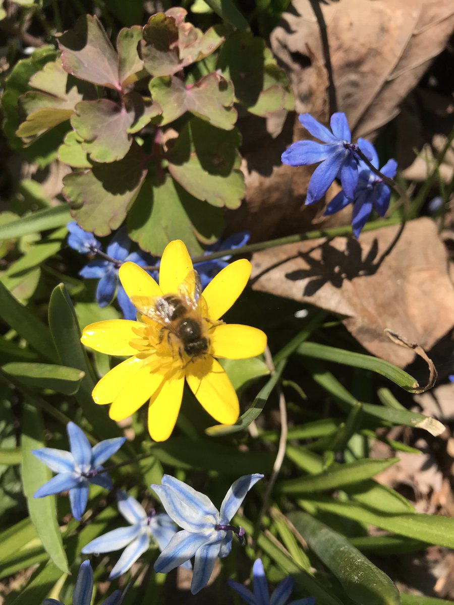 UbeesB's tweet photo. Anyone else find some beautiful bees on their walk today? Let’s see em! 🐝 https://t.co/6EPta7d8UR
