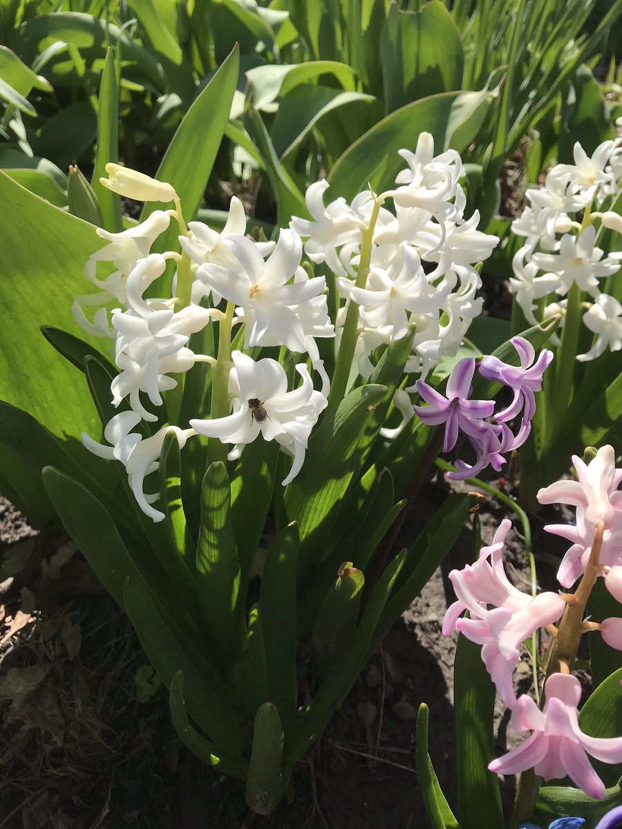 UbeesB's tweet photo. Anyone else find some beautiful bees on their walk today? Let’s see em! 🐝 https://t.co/6EPta7d8UR