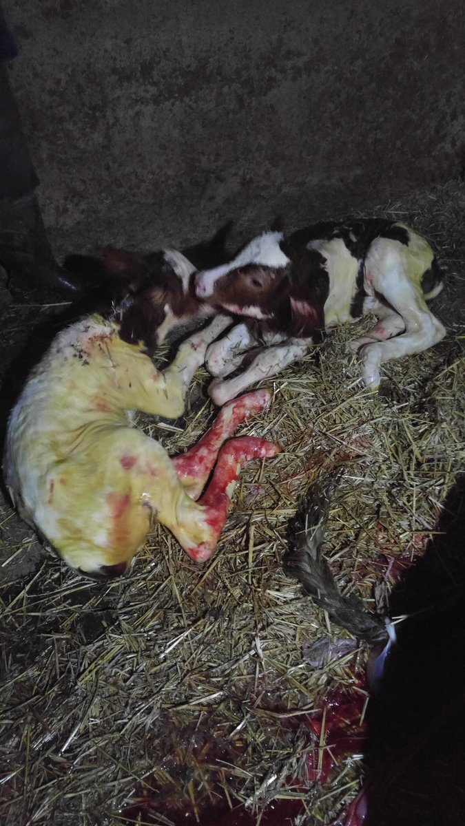 #DünyaVeterinerHekimlerGünü