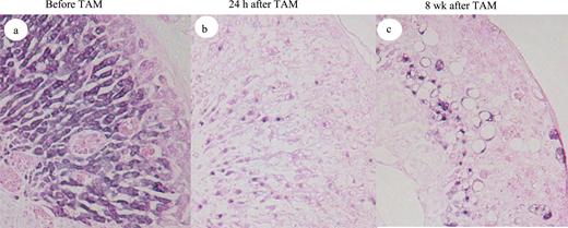 TheEndoSociety's tweet photo. A two-hit hypothesis was proposed in this @EndoSocJournals #Endocrinology article, In Vivo Verification of the Pathophysiology of Lipoid Congenital #AdrenalHyperplasia in the #Adrenal Cortex: https://t.co/F1RU5YsmUt #AADAM2020 @NADF @TheAAES #LCAH #stAR #TAM https://t.co/jORrRlcahl
