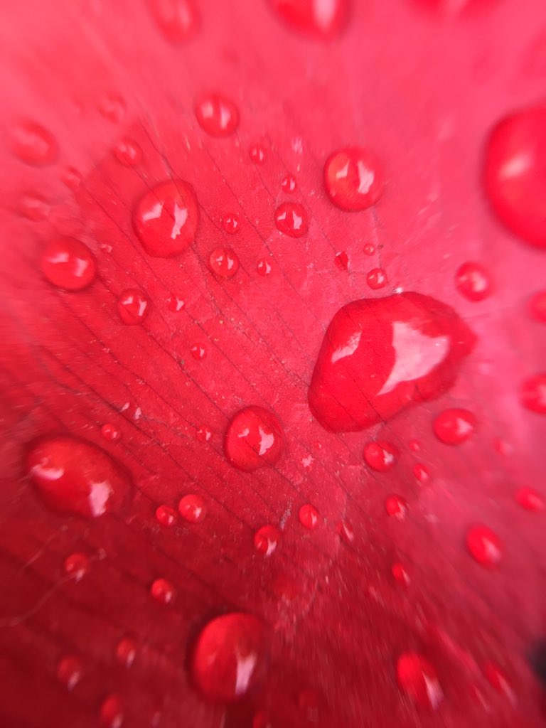 SparksCommunit1's tweet photo. “Nature is crying” 

Macro photography! I shot it with my phone.

#nature #photography #phone #PhoneWallpaper #ph #art #artist #arte #london #fineart #fineartphotography https://t.co/jcO0f0CVVd