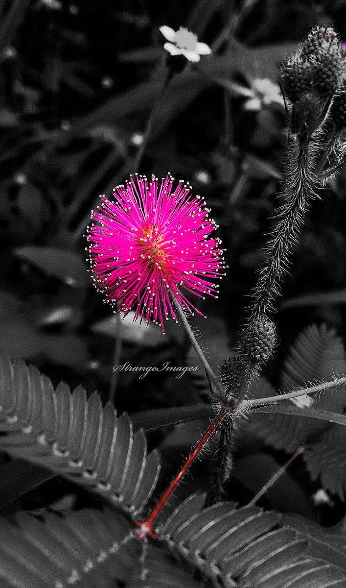 Destrangeimages's tweet photo. Learn to be yourself unapologetically!
You are you.....
#strangeimages #unapologetical #unique #photography #phonography #creativeshot #naturephotography #stay_safe #level4lockdown #thelifeofanartist #ArtistOnTwitter #TwitterTrendMakers https://t.co/SDfR7PaZtC https://t.co/pRo4UKfgU7