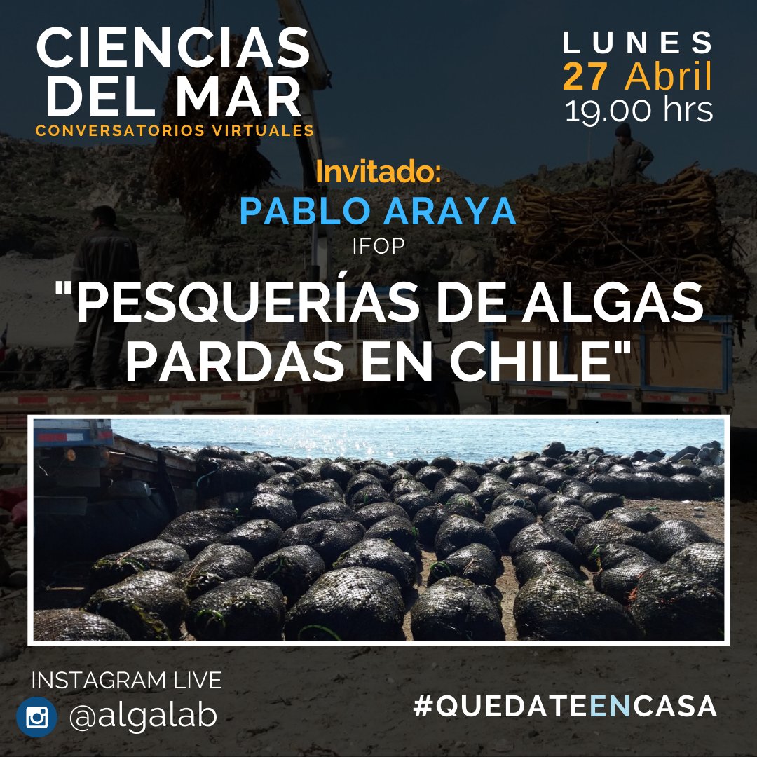 AlgaLab's tweet photo. Lunes 27 de Abril a las 19 hrs ⏰ (Chile). Estaremos conversando con Pablo Araya (IFOP) sobre "Pesquerías de algas pardas en Chile". 
Vía Instagram Live 📲
#ConversatoriosVirtuales en #CienciasDelMar 🌊🎙️#QuedateEnCasa
 #Algas #Huiro #Kelp #Phaeophyceae https://t.co/FwBCELrdx7
