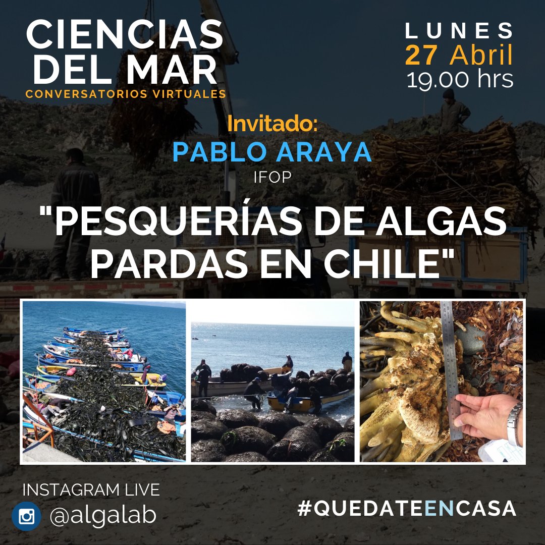 AlgaLab's tweet photo. Lunes 27 de Abril a las 19 hrs ⏰ (Chile). Estaremos conversando con Pablo Araya (IFOP) sobre "Pesquerías de algas pardas en Chile". 
Vía Instagram Live 📲
#ConversatoriosVirtuales en #CienciasDelMar 🌊🎙️#QuedateEnCasa
 #Algas #Huiro #Kelp #Phaeophyceae https://t.co/FwBCELrdx7