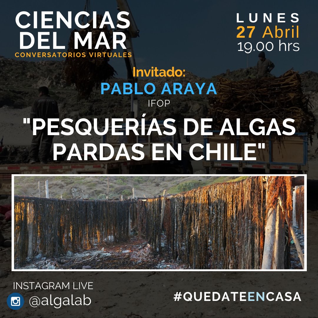 AlgaLab's tweet photo. Lunes 27 de Abril a las 19 hrs ⏰ (Chile). Estaremos conversando con Pablo Araya (IFOP) sobre "Pesquerías de algas pardas en Chile". 
Vía Instagram Live 📲
#ConversatoriosVirtuales en #CienciasDelMar 🌊🎙️#QuedateEnCasa
 #Algas #Huiro #Kelp #Phaeophyceae https://t.co/FwBCELrdx7