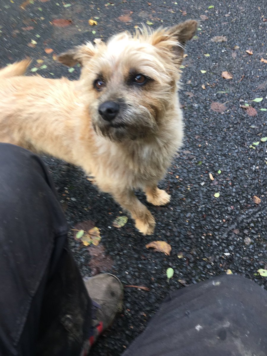 SimonDu79855464's tweet photo. #missingdog #IZZYTheCairnTerrier ***ππΆSOMEONE KNOWS WHERE OUR FURY FRIEND ISπΆπ*** Her loss has devastated our family, please #Help #CASH Finders Fee offered π°π°Thanks Nick 07910301436 #vetstoscan #lostdog #dogsoftwitter #dogtheft #kent #sussex https://t.co/AgnYreSEFh