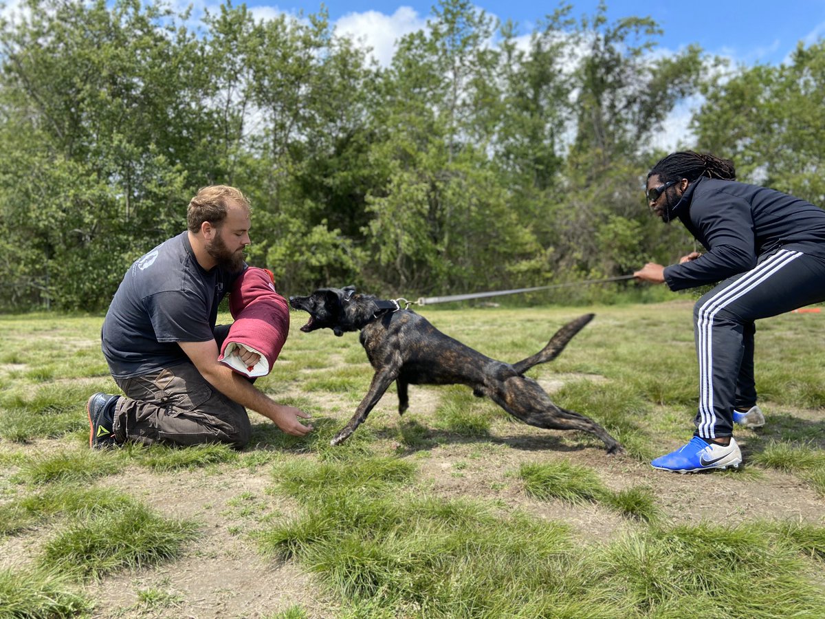 CCK9VA's tweet photo. Logan the Dutch Shepherd! ✊🏼 https://t.co/CC1WadQdwL