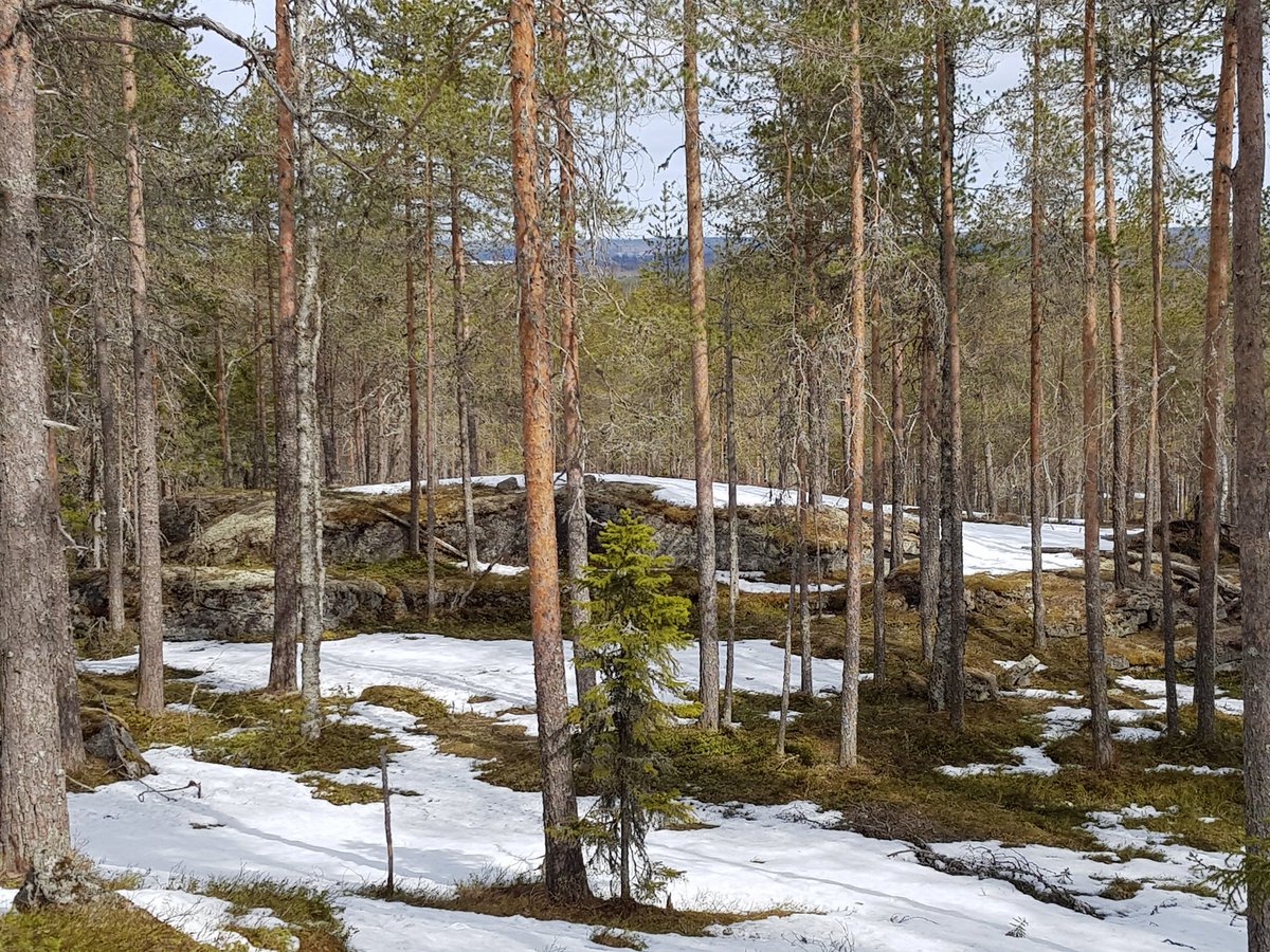 RLKinni's tweet photo. Metsäksikin luettavaa puustoa löytyy paikoitellen, mutta kyllä alkaa olla tämä maan kolkka tarkkaan kaluttu metsäteollisuuden tarpeisiin. #talousmetsä #kuitupuu #kestäväkehitys #kiuruvesi https://t.co/Stb8nMVE8b