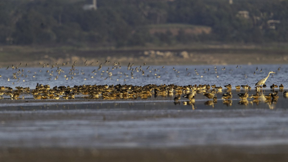 hydbirdingpals's tweet photo. Different species of ducks visit Osman Sagar and Himayat Sagar every Winter.
Let's protect these 2 lakes.
#SaveGO111
#letGO111stay
#SaveOsmanSagarLake
#SaveHyderabadLakes
#SaveHydGreenCover
@TelanganaCMO
@hydbirdingpals
@TelanganaToday
@TV9Telangana
@KTRTRS
@moefcc https://t.co/YEjTOfPPuq