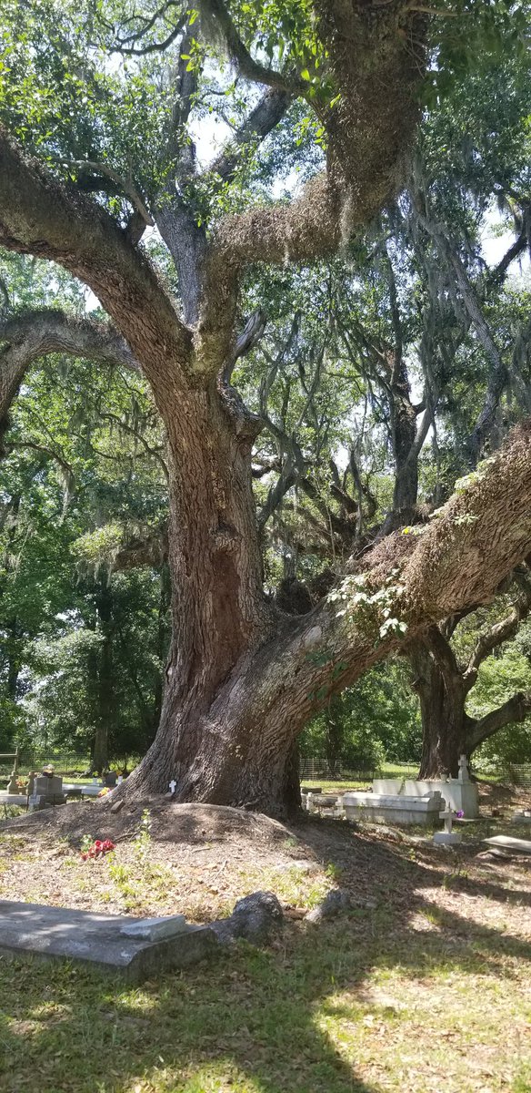 LapointShera's tweet photo. Visiting my ancestors today. Greene Cemetery, Cow Island, LA.  This live oak tree is estimated to be about 220yrs old.  #Genealogy #cemeteries #Louisiana https://t.co/QJ4ThrCAWl