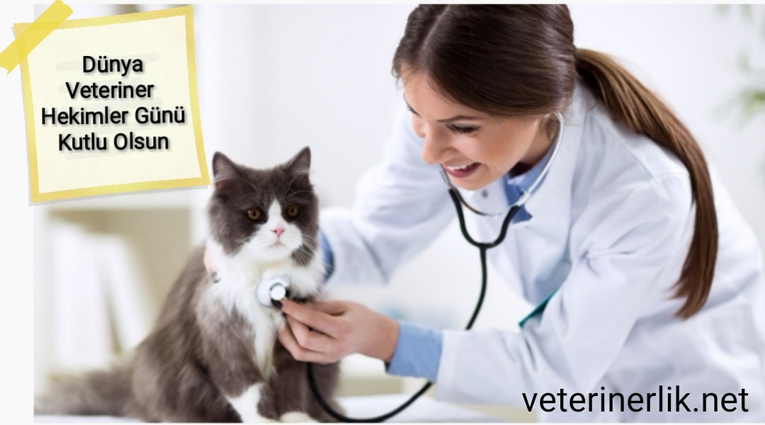 İşini sevgiyle yapan tüm #veteriner hekimlerimizin gününü kutluyoruz🤗 İyi ki varsınız 🙏🙏🙏

veterinerlik.net

#veterinerhekimlergunukutluolsun
#veterinerhekim #hayvanlar #animal #pet #vet