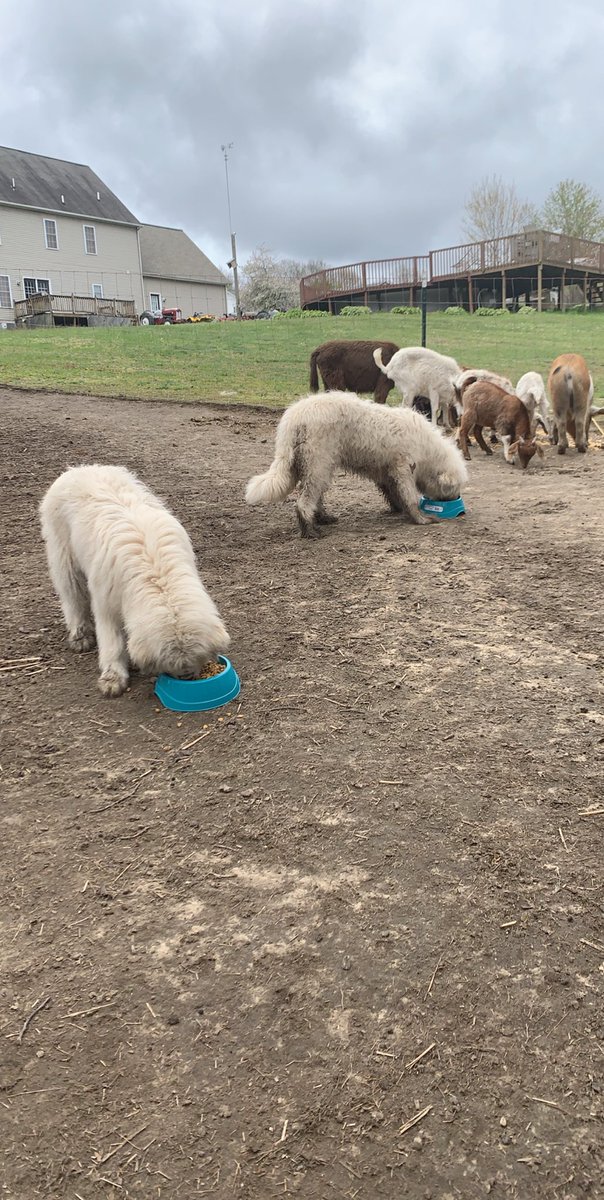 jamie_flanary's tweet photo. Newest addition to the farm, Bella and Ella, very sweet but will also attack.  Try to eat my animals now coyotes 😂😌 https://t.co/CILDRHtYCg