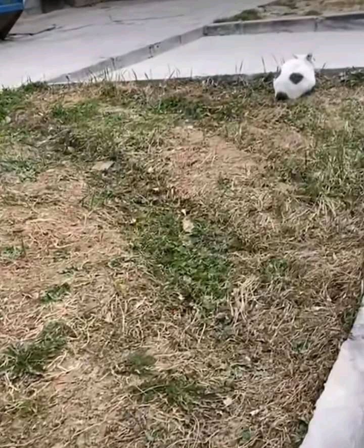 homyasf's tweet photo. a meow meow trap ⚽ https://t.co/GS2alamYuu