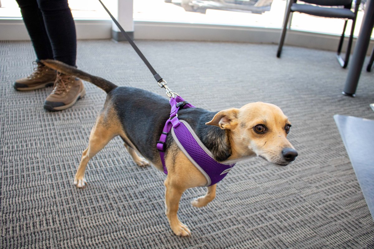WildeETHonda's tweet photo. Meet Sparky! This 4 year old #Chihuahua Terrier mix visited our dealership today. His humans describe him as a "critter dog" that likes chasing small animals and eating pork chops. ๐ถ #seeapupsendapup
11/10 For being such a good protector dog, Sparky! https://t.co/R8awXzwp6q