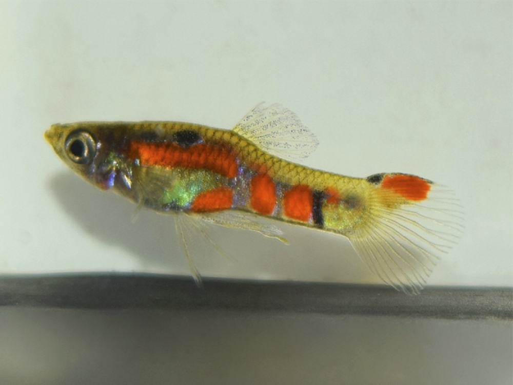 ADirectrory's tweet photo. Order Pair of Orange Painted Dwarf Guppy with confidence!
Price starts from 20 GBP
Tag a friend who would love this!
Place an order at https://t.co/NH4DRIxwAs
#dwarf #guppy #orange #painted #pair #poecilia #reticulata #wingei
#whiteworms https://t.co/1dCCAsYxrO