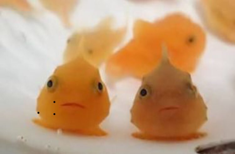 風船魚 風船魚