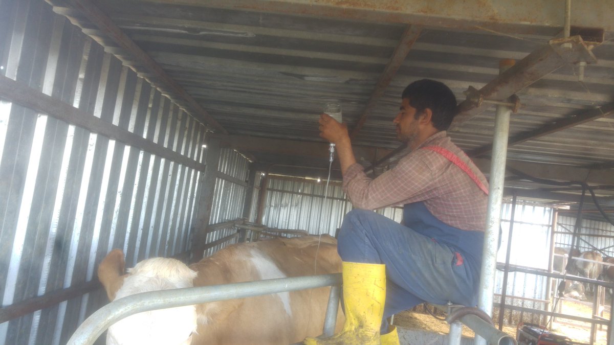 #DünyaVeterinerHekimlerGünü