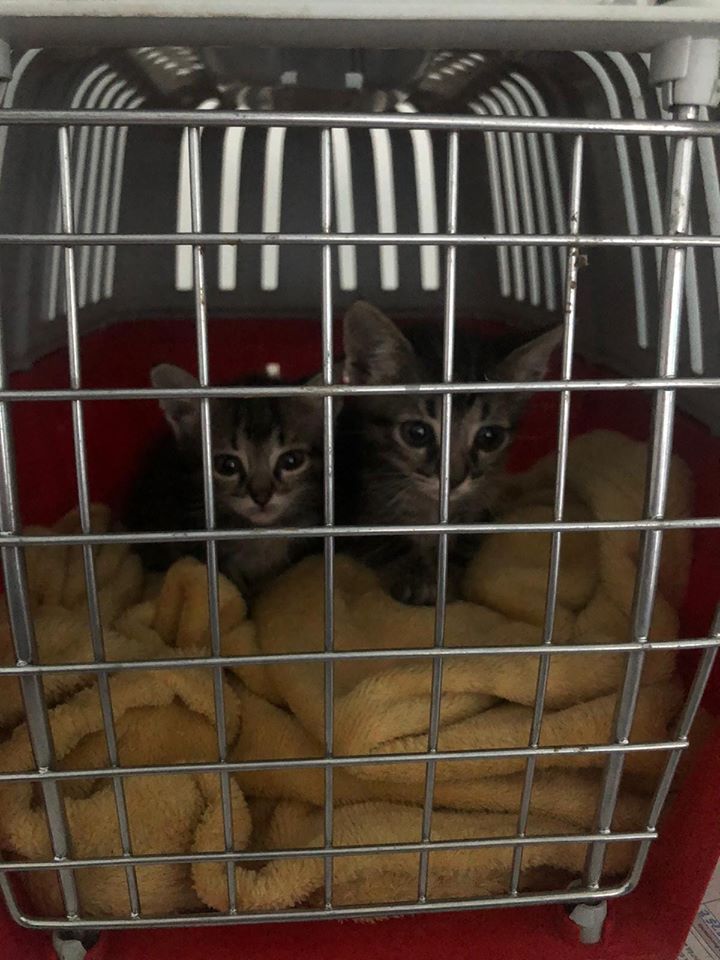 LaAnimales's tweet photo. Necesitamos acogida o adopción para estos dos bebes de un mesecito. Macho y hembra súper peques. Es urgente, tenemos muchos avisos y ya no hay sitio donde tenerlos. Nos hacemos cargo de todo.
CONTACTO: 653981934
Se entregan con contrato de adopción y compromiso de castración. https://t.co/IWpvbk9TqB