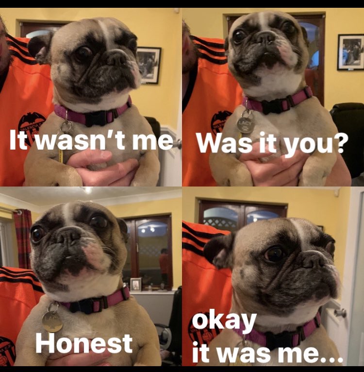 LacyDoggo's tweet image. Any guesses for who has done an inside wee? #dogsduringlockdown #dogsoftwitter