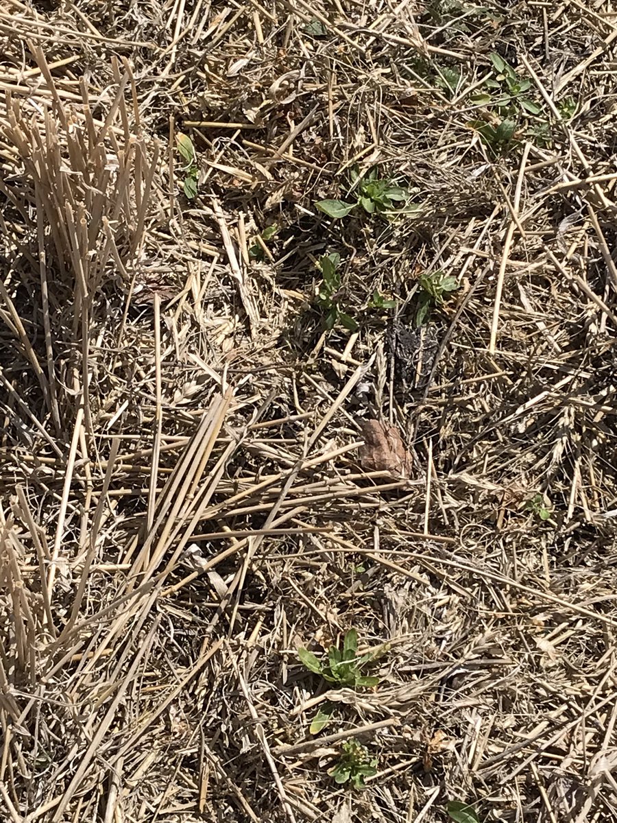 wademcneil's tweet photo. We must be shitty farmers weeds are growing already. #wwcwd https://t.co/k55U0kHpv8