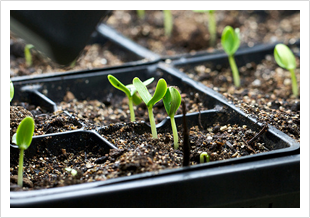 Seeds of Change tweet media