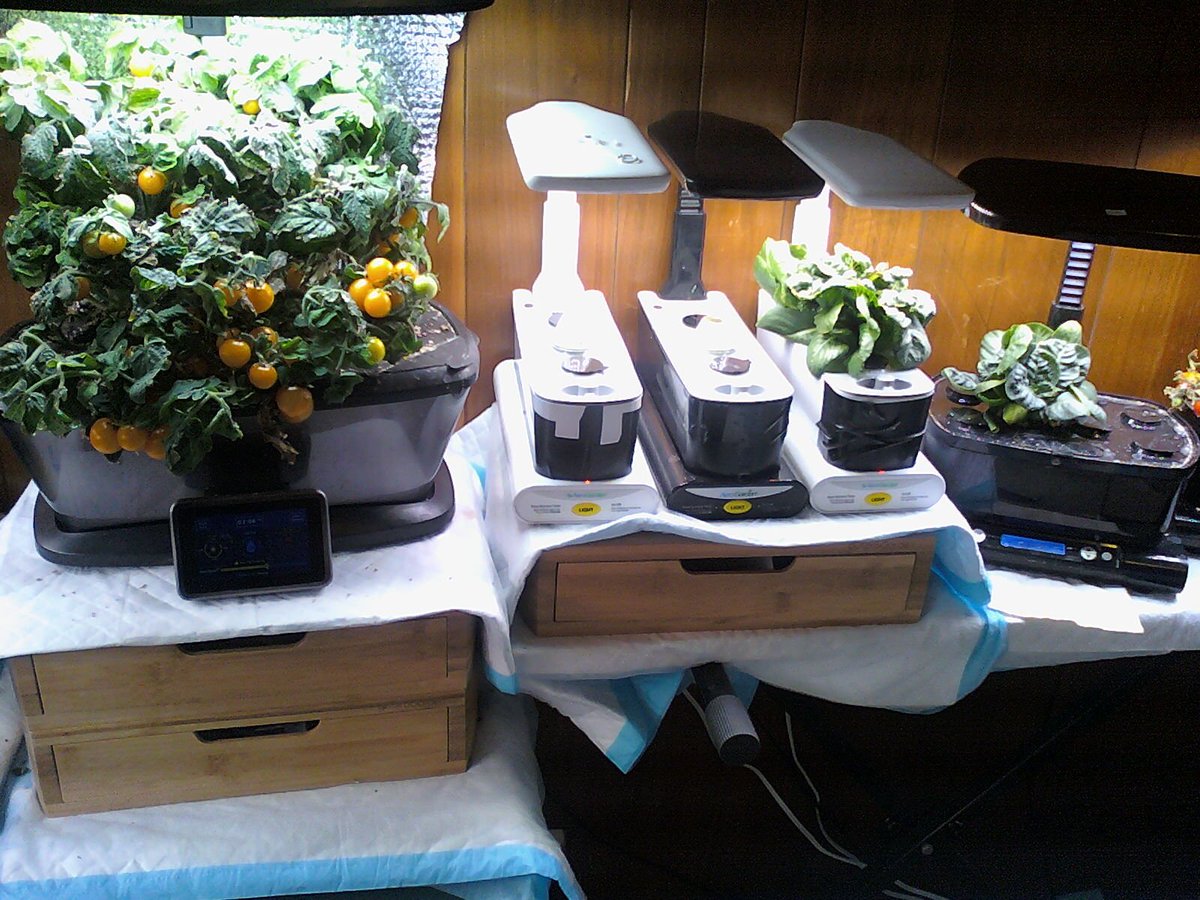 41) For now, the  #Aerogarden Bounty seems to be the more productive vessel; however, we'll see in the long run. The tomato plants in the FarmPlus are larger, thus have spent more time growing than the Bounty's GoldenH plant.This pic includes some lettuce:Paris Island & Romaine