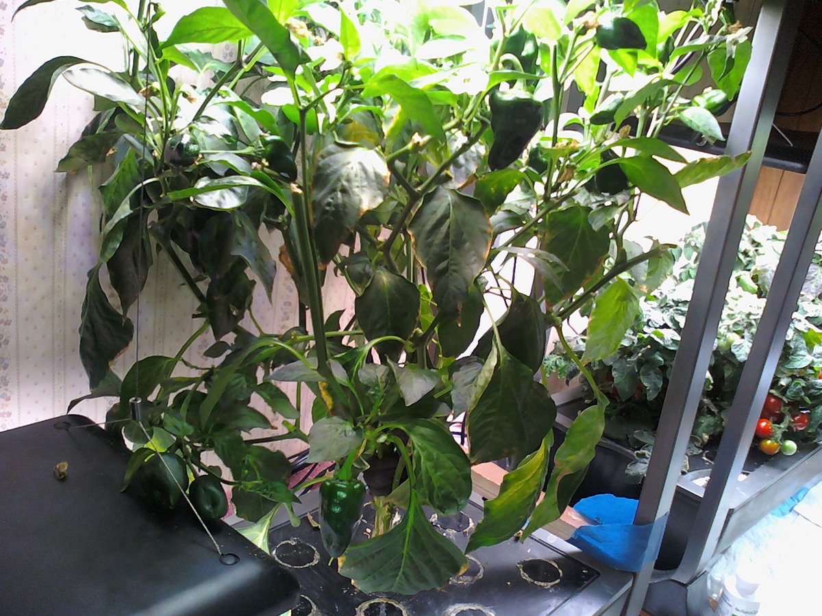 42) Here's my  #Aerogarden poblano plant. It just bloomed again like crazy, so there's a Lot of peppers coming, and soon.Also, here's a pic of the 2 scraggly red heirloom tomato plants in the Bounty. They're still there because I've not yet decided how else to use that Bounty..