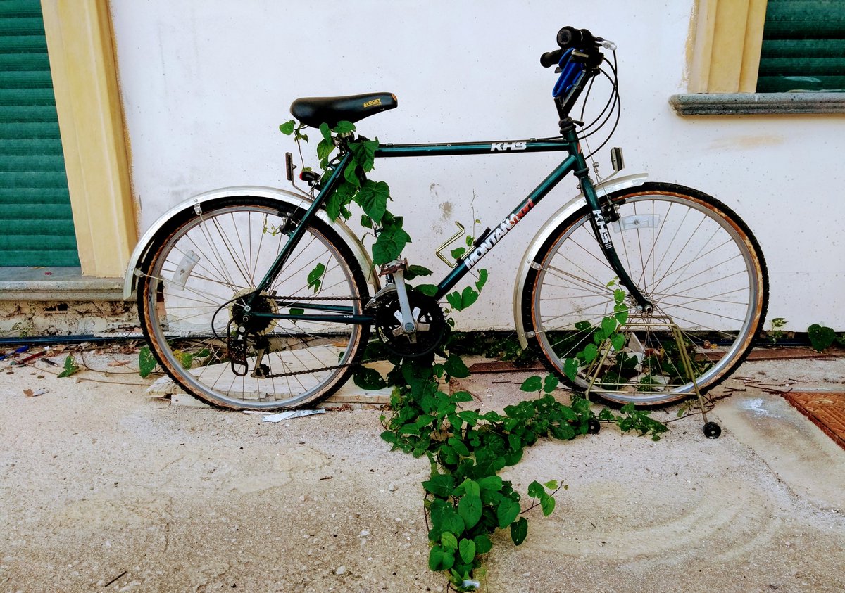 #CuarentenaPositiva Creo que otro lado positivo de la #cuarentena es ver cómo la naturaleza, la fauna y la flora, avanza y retoma los lugares que dejamos los humanos.

Para estas cosas curiosas estoy usando el hashtag
👉#ALREPARTOOTRAPERLA