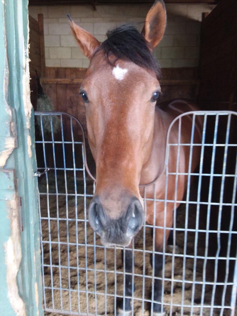 jone_loyd's tweet image. He helped my #heart. Thank you, #GoodScout. You aren't my #Bestgoodboy, but you'll do. #peppermintfiend #HorseRacing