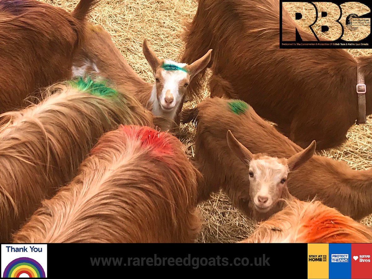 RareBreedGoats's tweet photo. We’re so proud and thankful for everything the Key Workers across the country are doing for us all in the face of pressure from the coronavirus pandemic to keep our country going. We at Rare Breed Goats would like to add our sincere thanks to you all #rainbow #dundeeuni #uod #nh https://t.co/cIOYR1BUxV