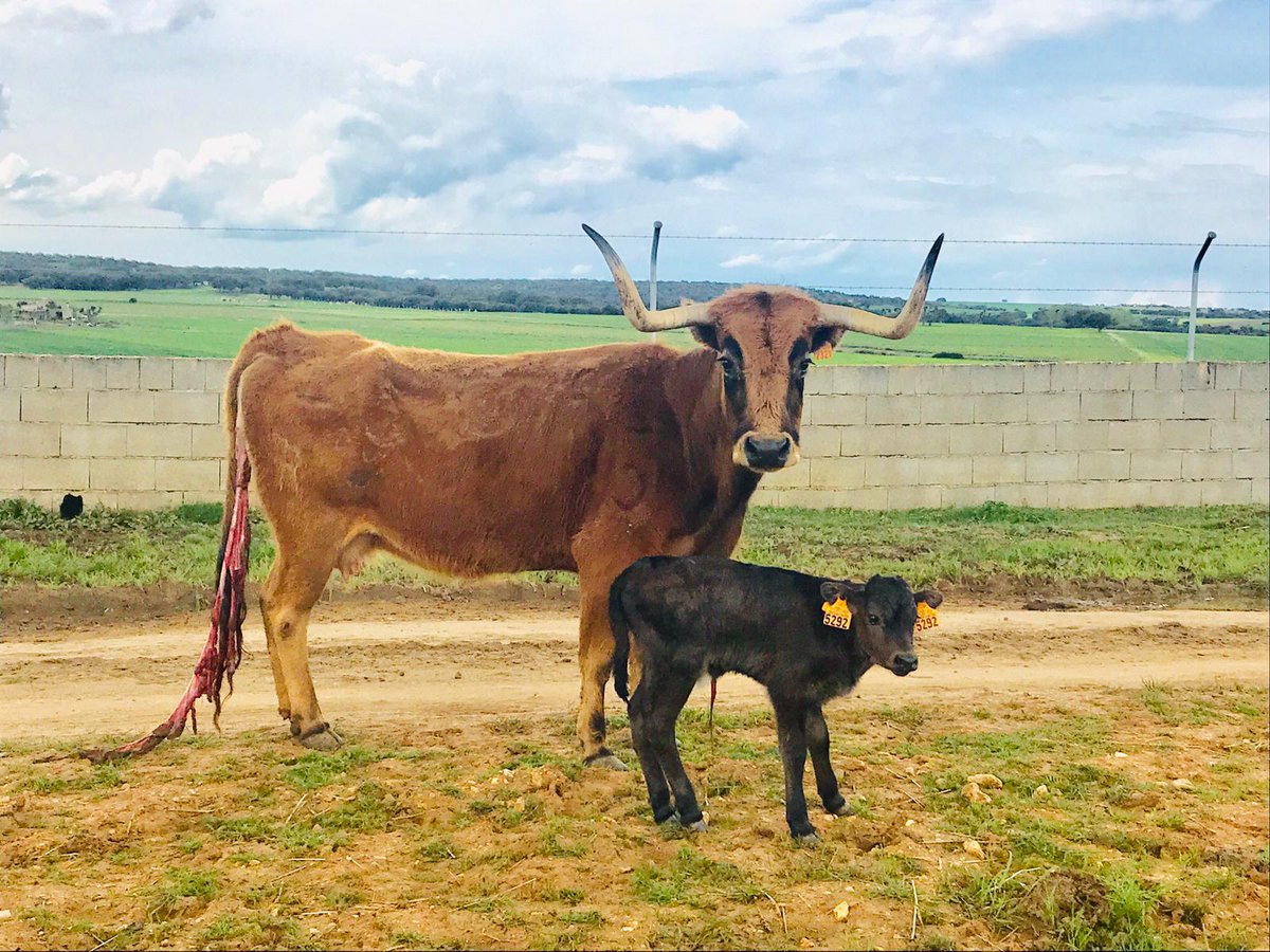 La incertidumbre de la temporada y el futuro incierto de la mitad de la cabaña ganadera no impide llevarse alguna alegría.