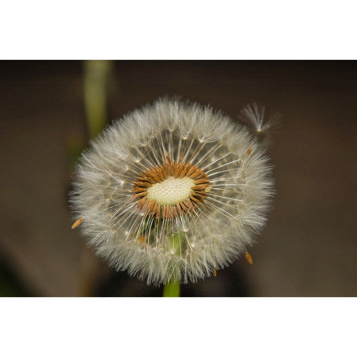 MptPhotography's tweet photo. Dandelion with tiny bug climbing it https://t.co/R7A6BMdaM5