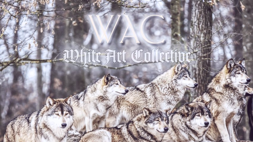 Aeodh_'s tweet photo. When the snows fall and the white winds blow
The lone wolf dies but the pack survives

@WhiteCollective
#SNL show tonight at 9pm est (Dance Squarred right after).
Link : https://t.co/t8he87soCh

#Music #WACpack #WhiteArtCollective #DanceSquarred https://t.co/IeOVKM3BuZ