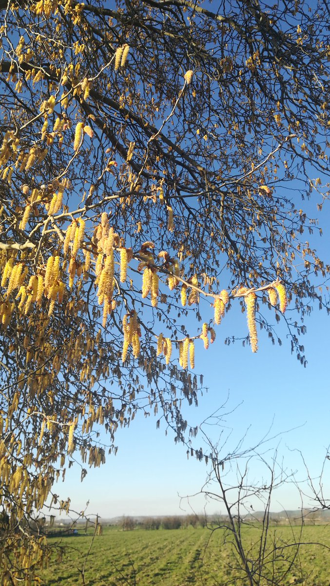 EstherMVZ's tweet photo. AMARILLENTOS AMENTOS. El pasado 20 de febrero en los álamos blancos (/Populus alba/) junto a los que suelo sentarme cuando paseo con mi perra. Ahora solo puedo verlos a cientos de metros de mí, ya cargados de hojas nuevas.
#Árboles #ÁlamoBlanco #PopulusAlba #Villaralbo https://t.co/RJzJhDBG5B