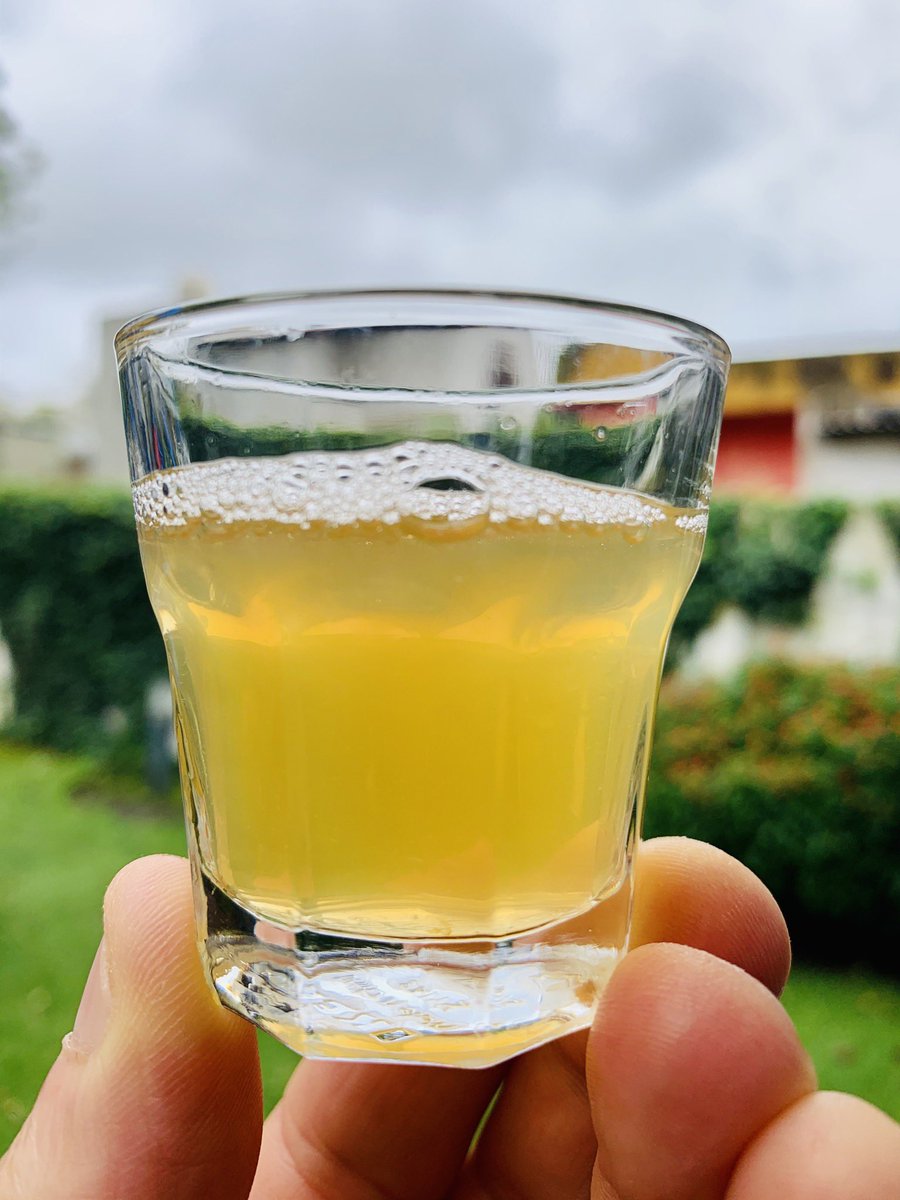 PachaBeer's tweet image. Nueva India Pale Ale ❤️!!! En los parámetros más bajos del estilo (21A-BJCP2015-GI-E): D.O.: 1051, SRM: 5, IBUs: 40, BU:GU: 0,8. Lúpulos Mandarina Bavaria 🇩🇪 y Amarillo 🇺🇸, solo en whirpool!!! A fermentar... Cheers 🍻!!!