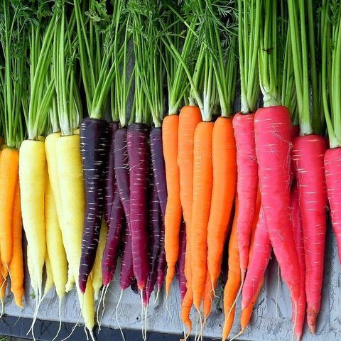 Messy_Kitchen's tweet photo. 19 Ways to Use A Shit Ton Of Carrots https://t.co/5vvX2ey7i0 https://t.co/0klzSRmFYZ