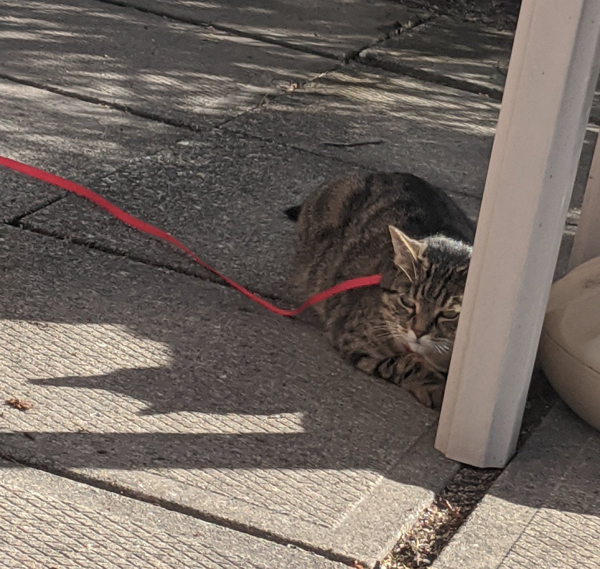 sister with kitty outside today!! you did great baby!!