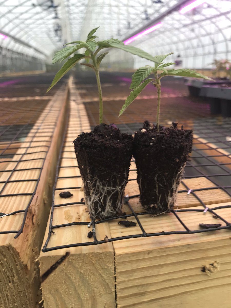 Tom Simpkins tweet media