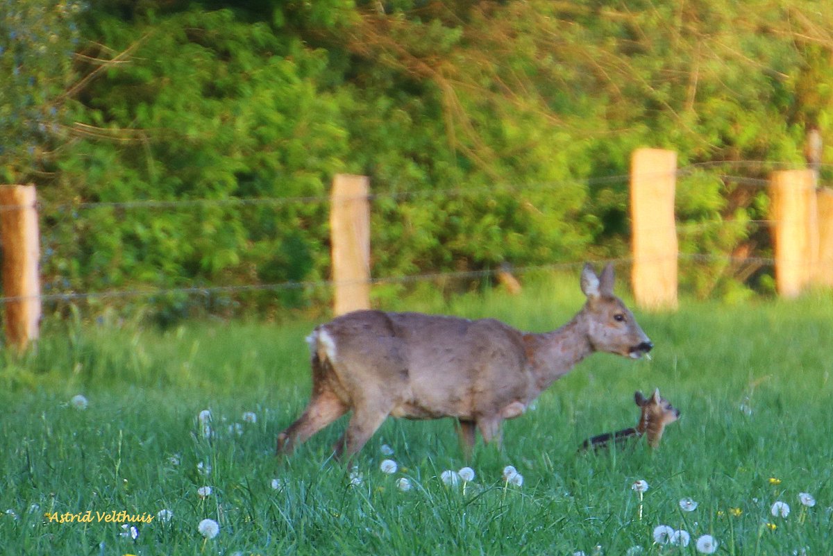 MooiLosser's tweet photo. Jonge #reekalfjes gespot in de #schatkamervantwente #Losser vanavond. Moeder #ree vond een paar foto`s maken geen probleem. #gepasteafstand #wild #natuur #wandelen #wild @TiDeLutteLosser @visitoost @Natuurmonument https://t.co/Jjsp75ebMh