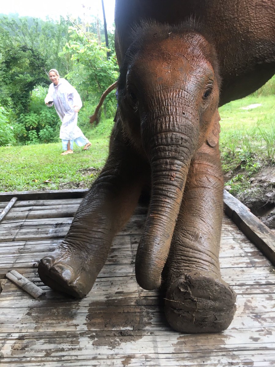 carlakent1972's tweet image. How sad, I spent a week at this project in the jungle. Had an amazing time. I’m glad all the Karen Hill tribe people are ok aswell as the elephants and#journeytofreedom #JTF 💕🐘🐘🐘#ethicalelephanttourism #rideabikenotanelephant