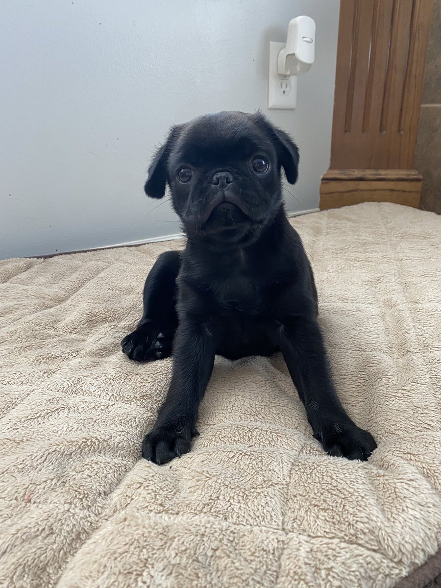 Nataliehamm13's tweet photo. My baby is 10 weeks old!🥰 https://t.co/cG1C4Pd19F