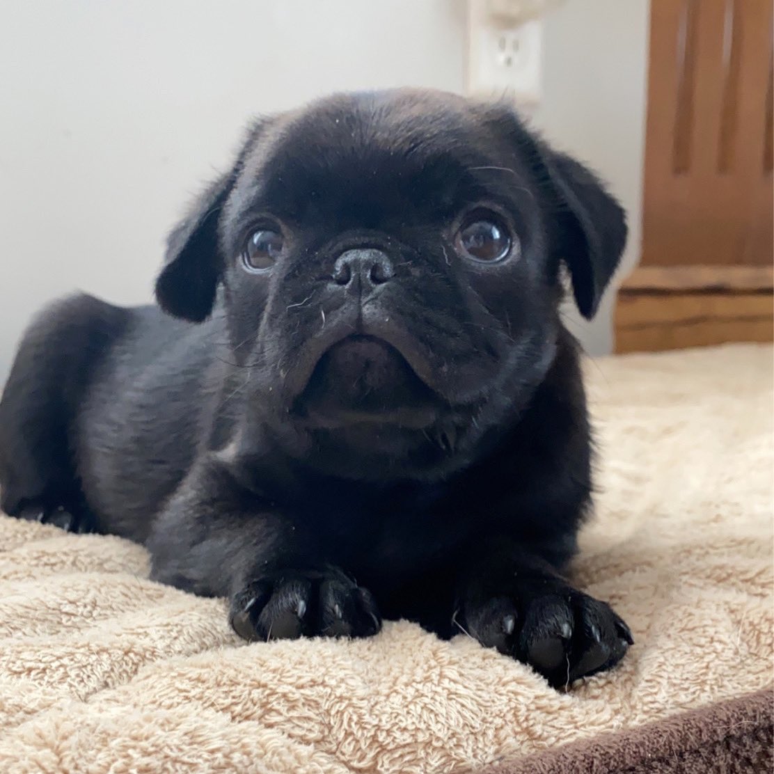 Nataliehamm13's tweet photo. My baby is 10 weeks old!🥰 https://t.co/cG1C4Pd19F
