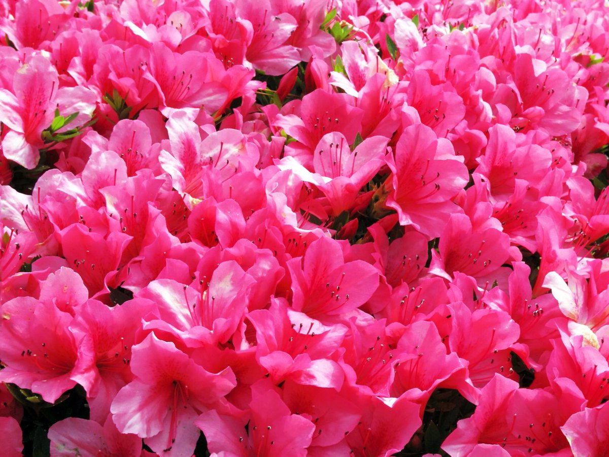 Ryu 0 0 V Twitter 春になって公園とかにピンクのお花が増えてくると オードリー ヘップバーン のこの素敵な言葉を思い出します どうぞ優しい日曜日をお過ごし下さいね