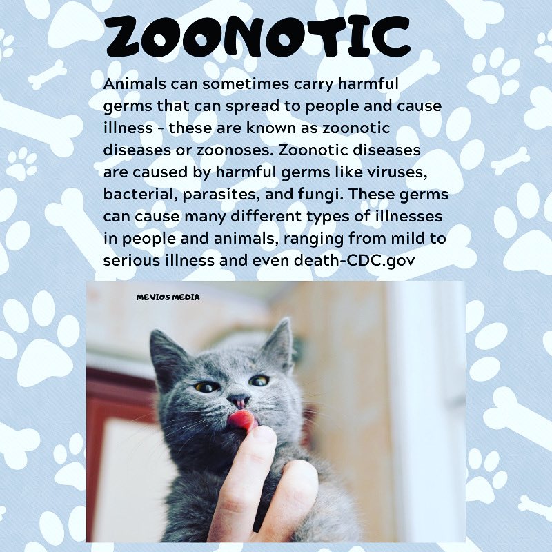 MeviosMedia's tweet image. The importance of identifying and containing zoonotic diseases is finally at the forefront of media. Veterinarians play a crucial role in maintaining public health but often get little to no recognition. 
#happyworldveterinaryday #zoonotic #veterinarymedicine #worldveterinaryday