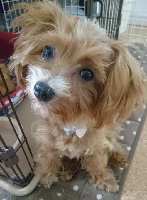 ミックス犬売れ残りは殺処分される 保健所や引き取り業者はひどいしかわいそう ワンコと一緒にハッピーライフ